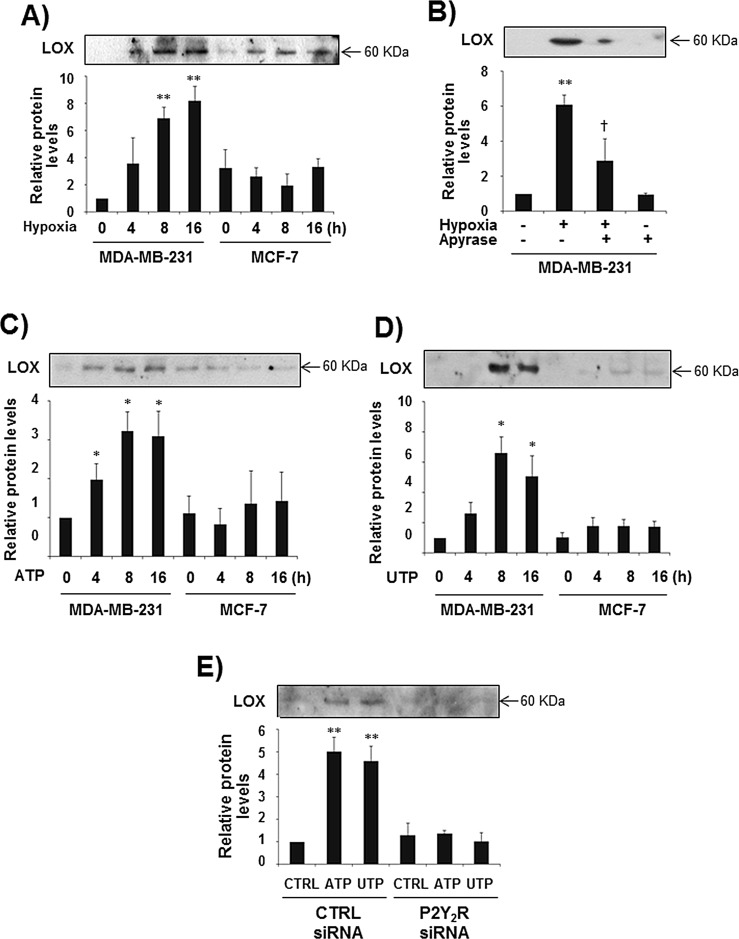 Fig.2