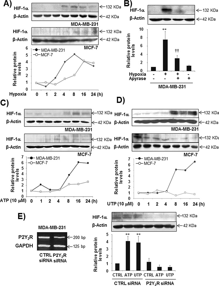 Fig.1