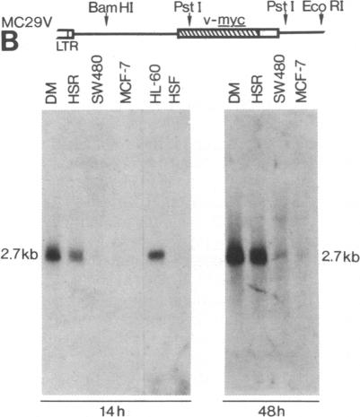 graphic file with name pnas00632-0229-a.jpg