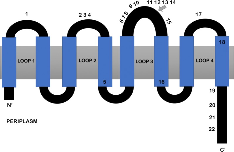 Fig. 1