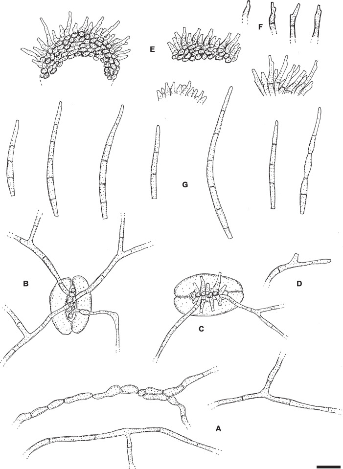 Fig. 13.