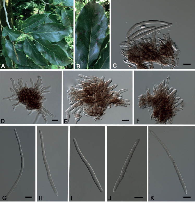 Fig. 6.