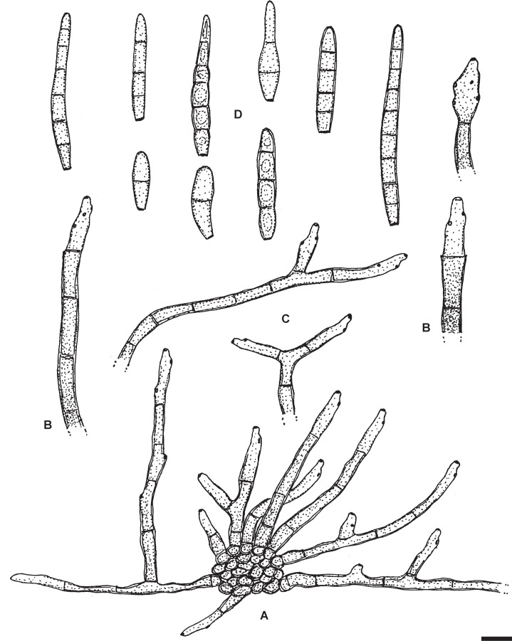 Fig. 2.