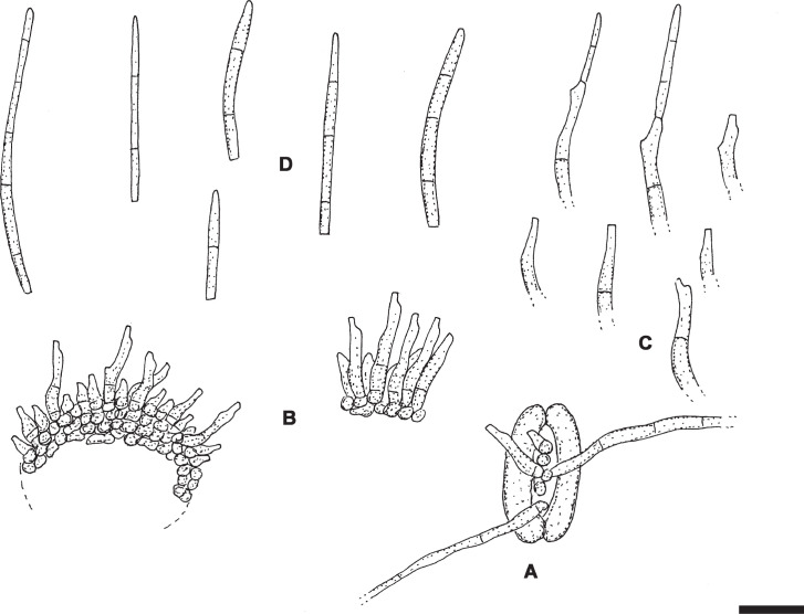 Fig. 19.