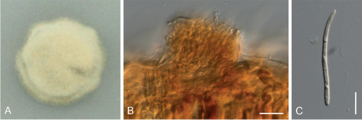 Fig. 17.