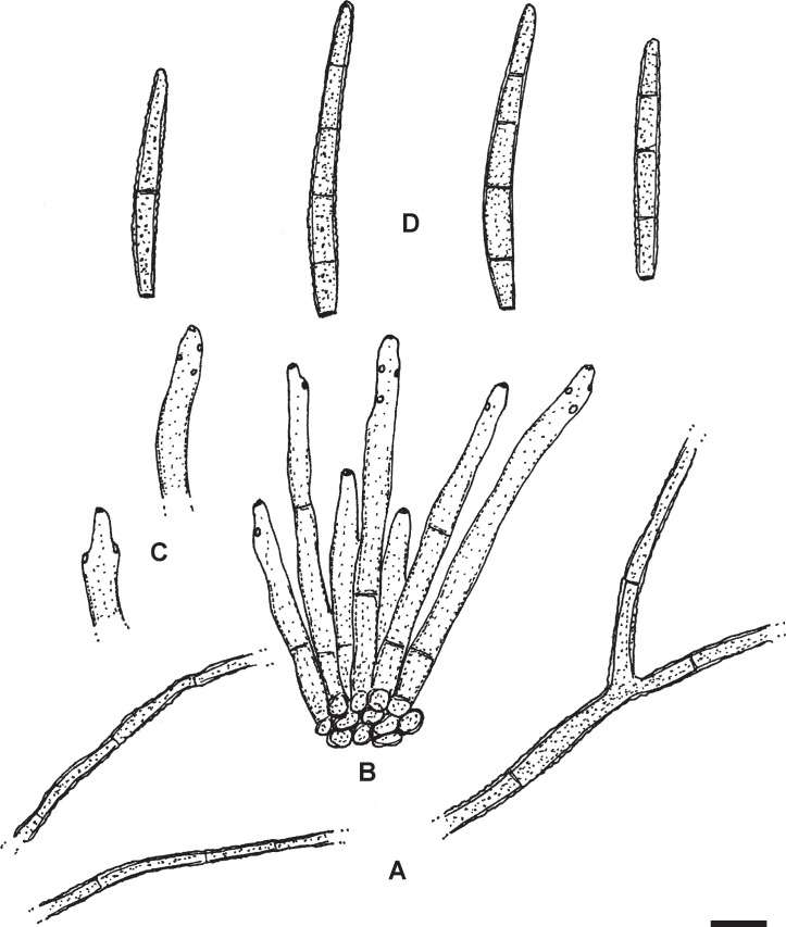 Fig. 21.