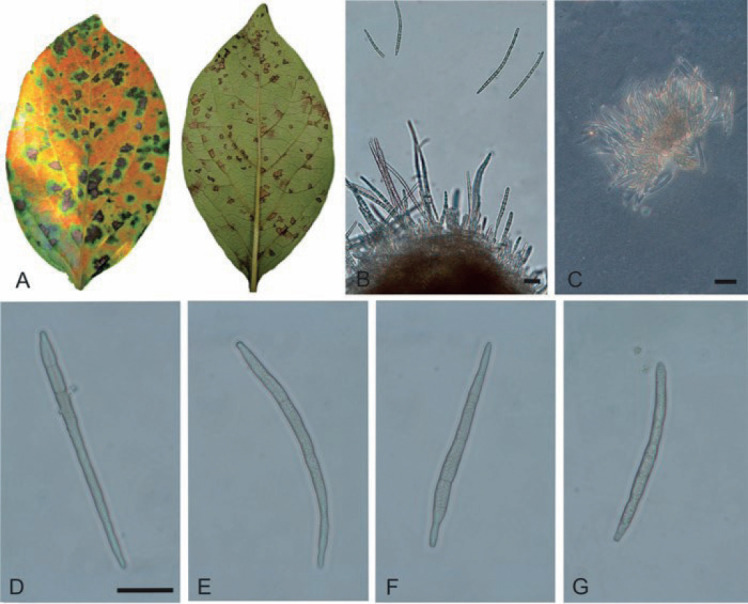 Fig. 11.