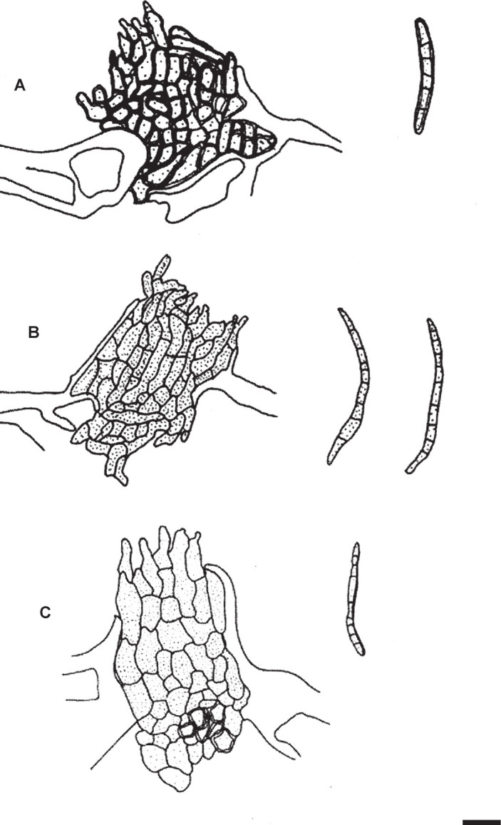 Fig. 12.