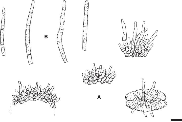 Fig. 7.