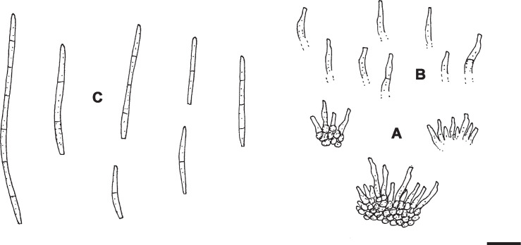 Taxonomy and phylogeny of cercosporoid ascomycetes on Diospyros spp ...