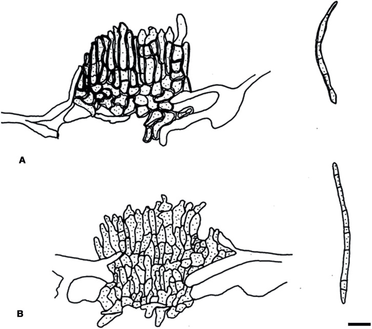 Fig. 15.