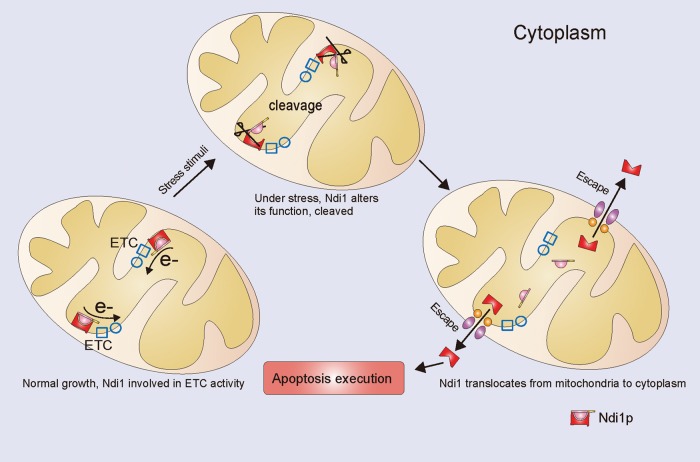 FIGURE 6: