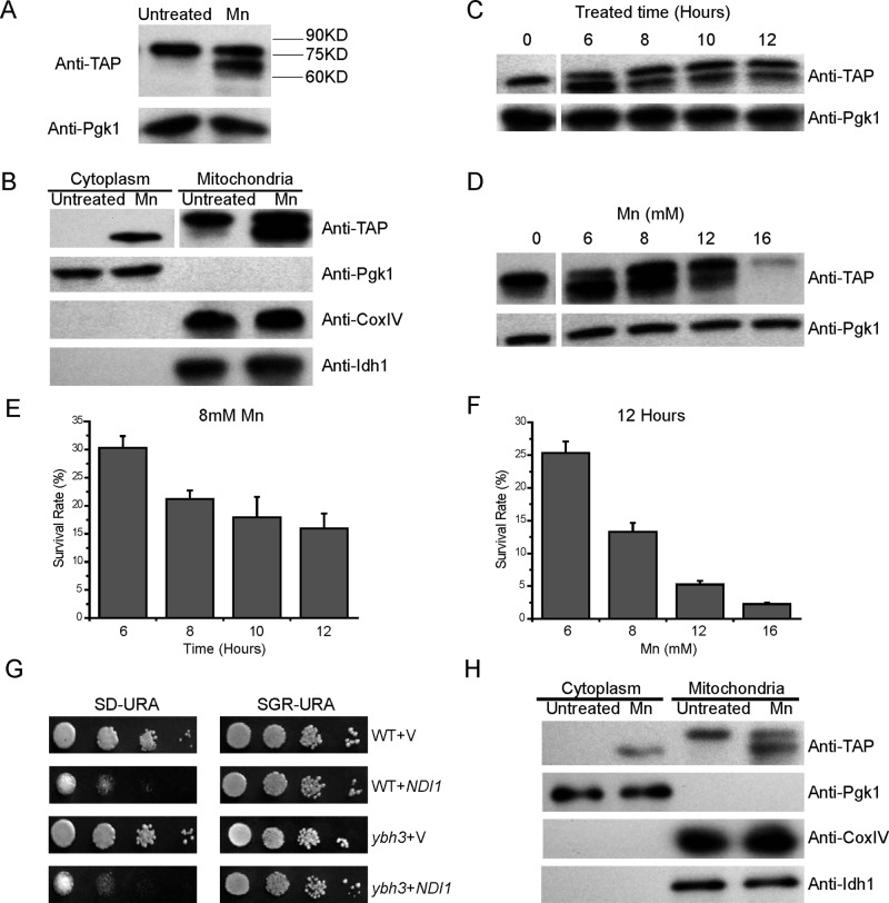 FIGURE 4: