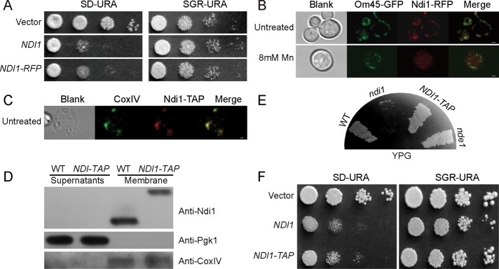 FIGURE 3: