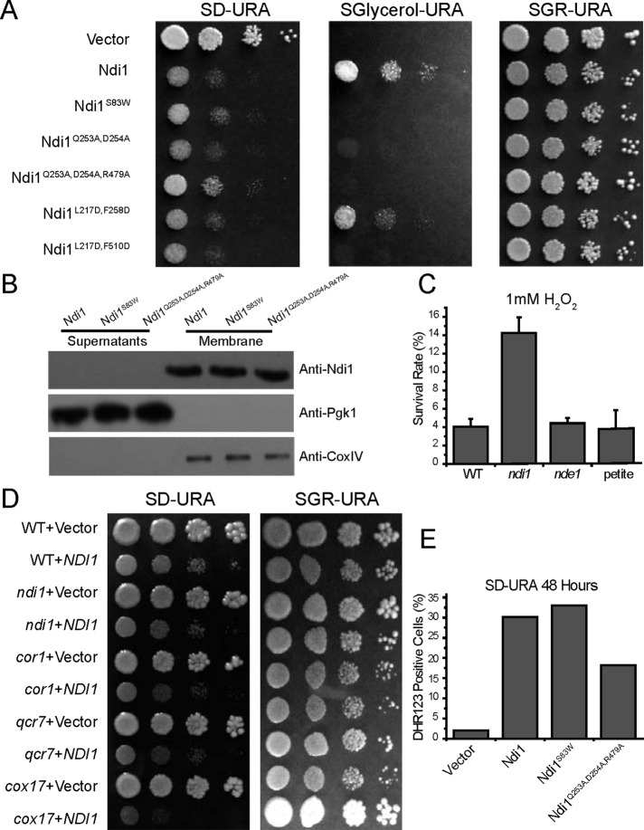 FIGURE 2: