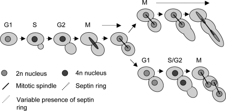 FIGURE 9: