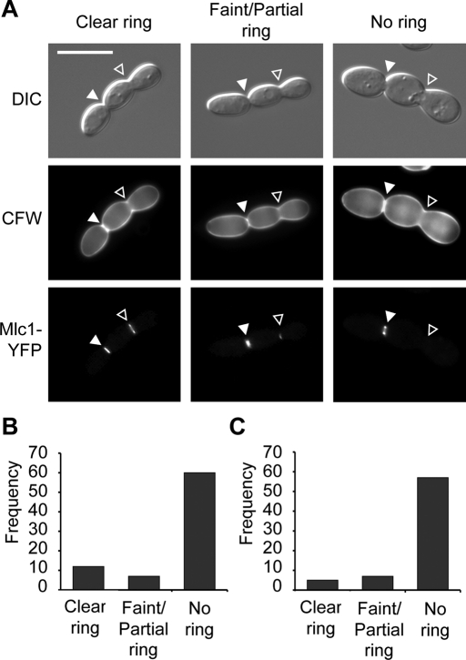 FIGURE 5: