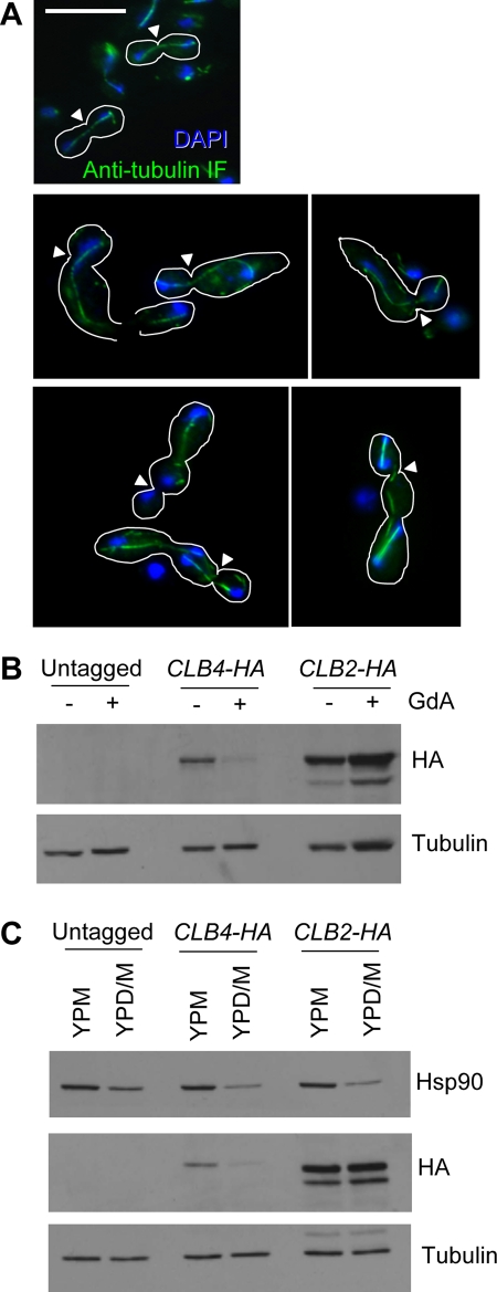 FIGURE 6: