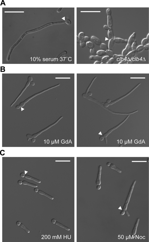 FIGURE 1: