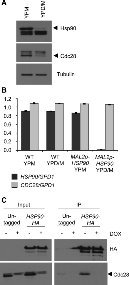 FIGURE 7: