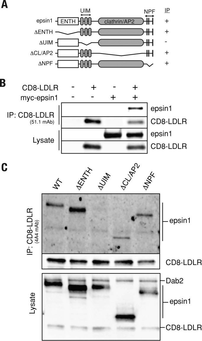 FIGURE 7: