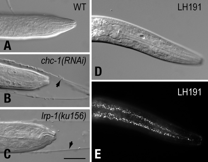 FIGURE 1: