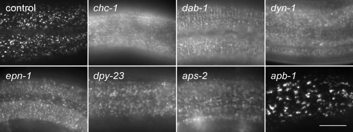 FIGURE 3: