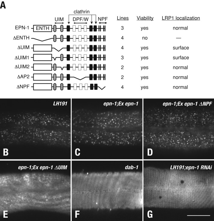 FIGURE 6: