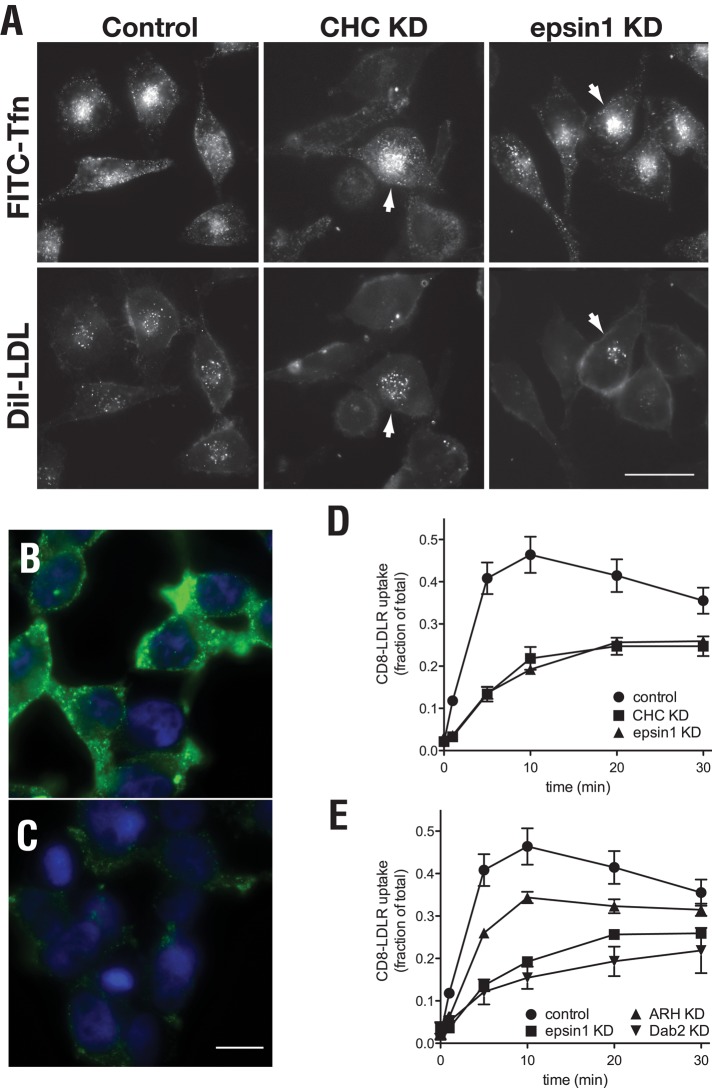 FIGURE 4: