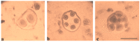 Figure 25