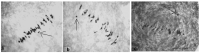 Figure 24