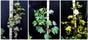 Figure 38
