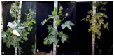 Figure 32