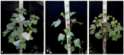 Figure 33