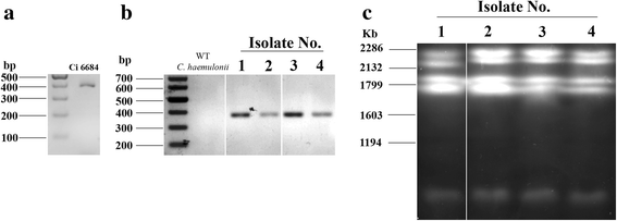 Fig. 8
