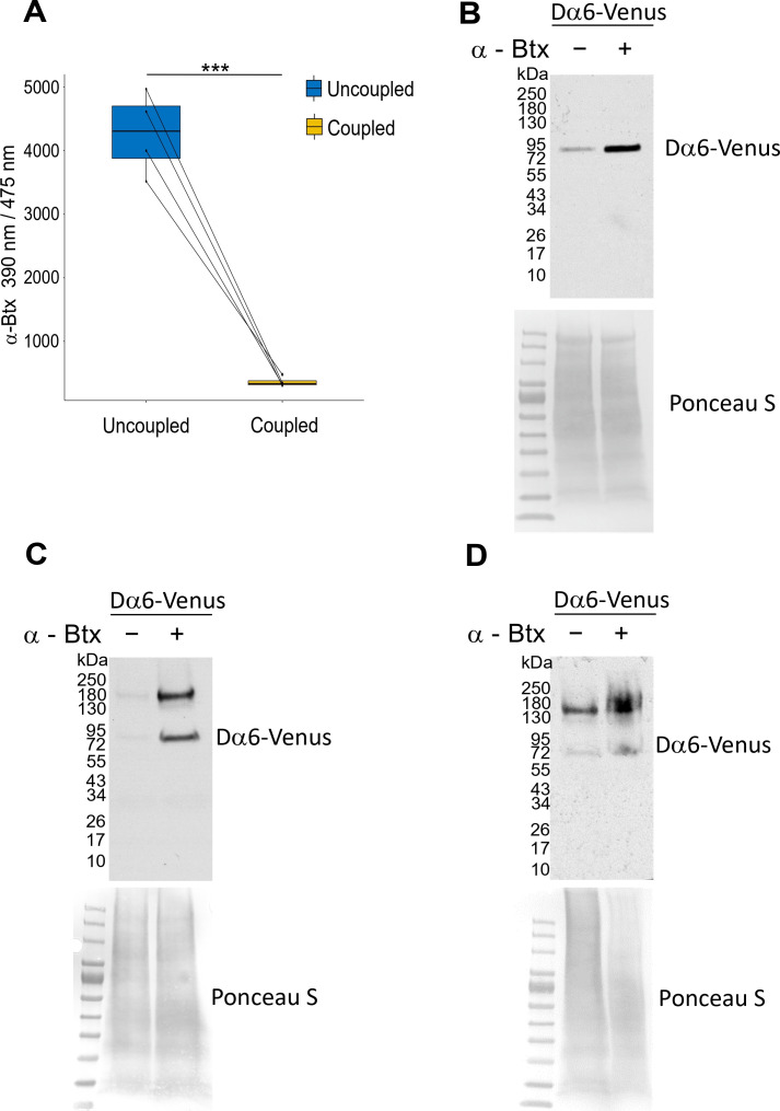 Figure 3—figure supplement 1.