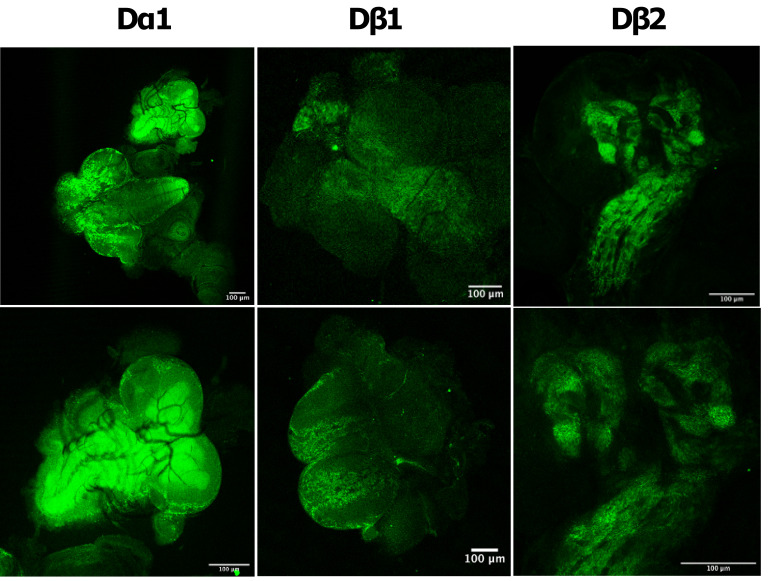 Figure 7—figure supplement 1.