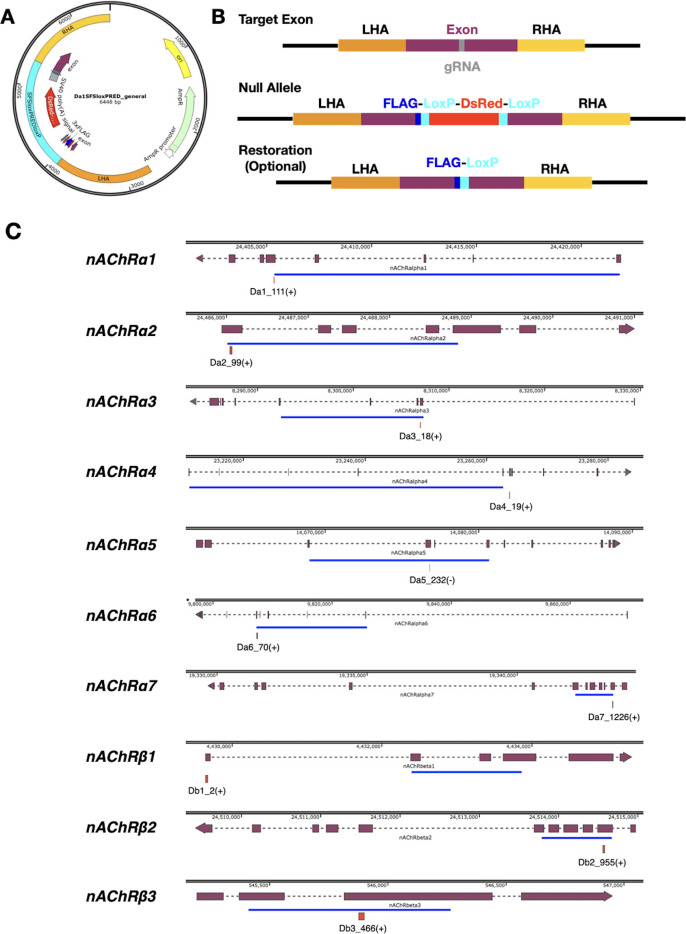 Figure 1—figure supplement 1.