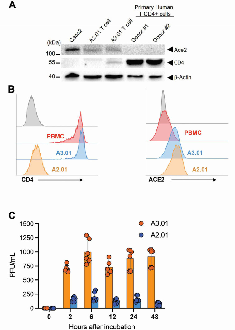 Figure 3—figure supplement 1.