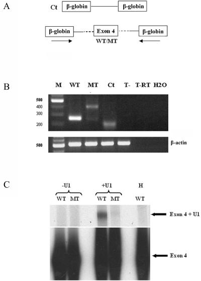 Figure  3. 