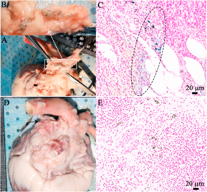 Fig. 7