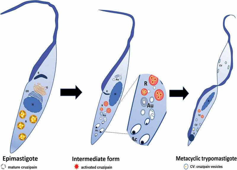 Figure 10.