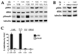 FIGURE 9: