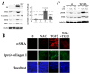 FIGURE 10: