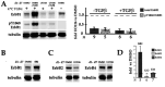 FIGURE 11: