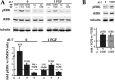 FIGURE 5: