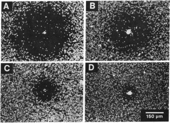 graphic file with name pnas00330-0425-a.jpg