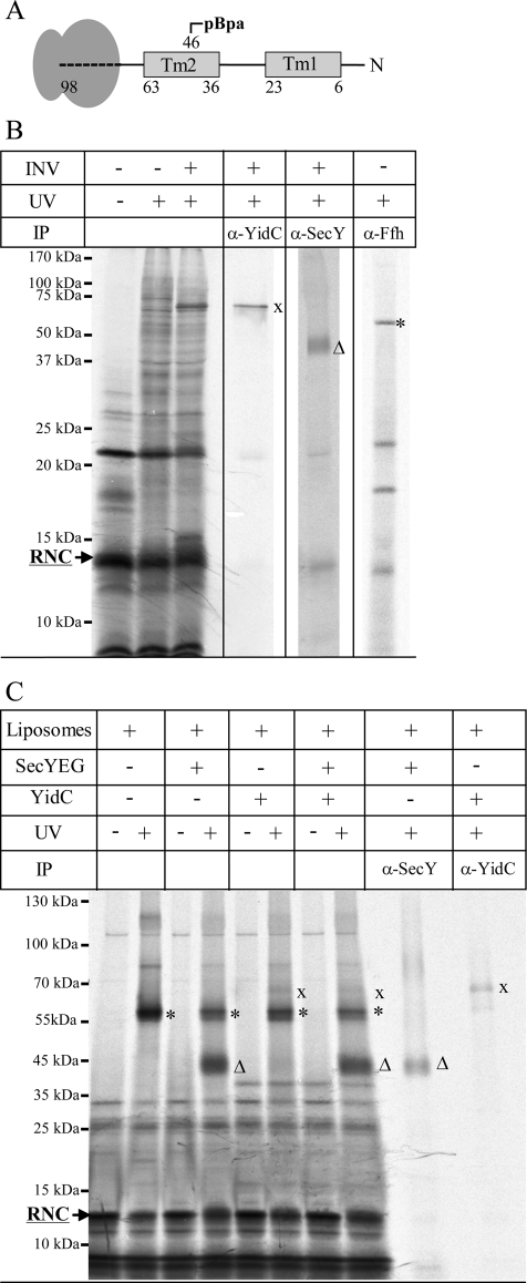 FIGURE 6: