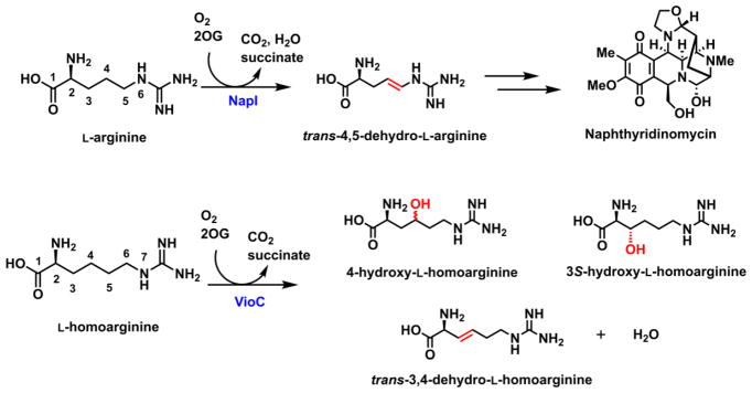 Scheme 2