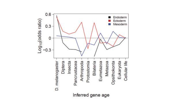 Inferred gene age